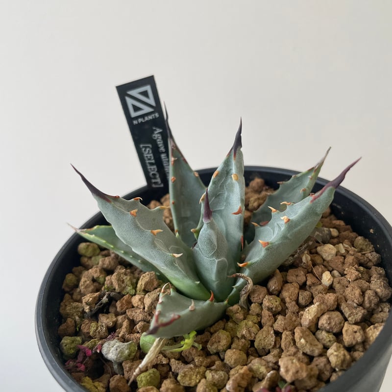 新着】Agave Utahensis utahensis 1 【N PLANTS産の極上苗】