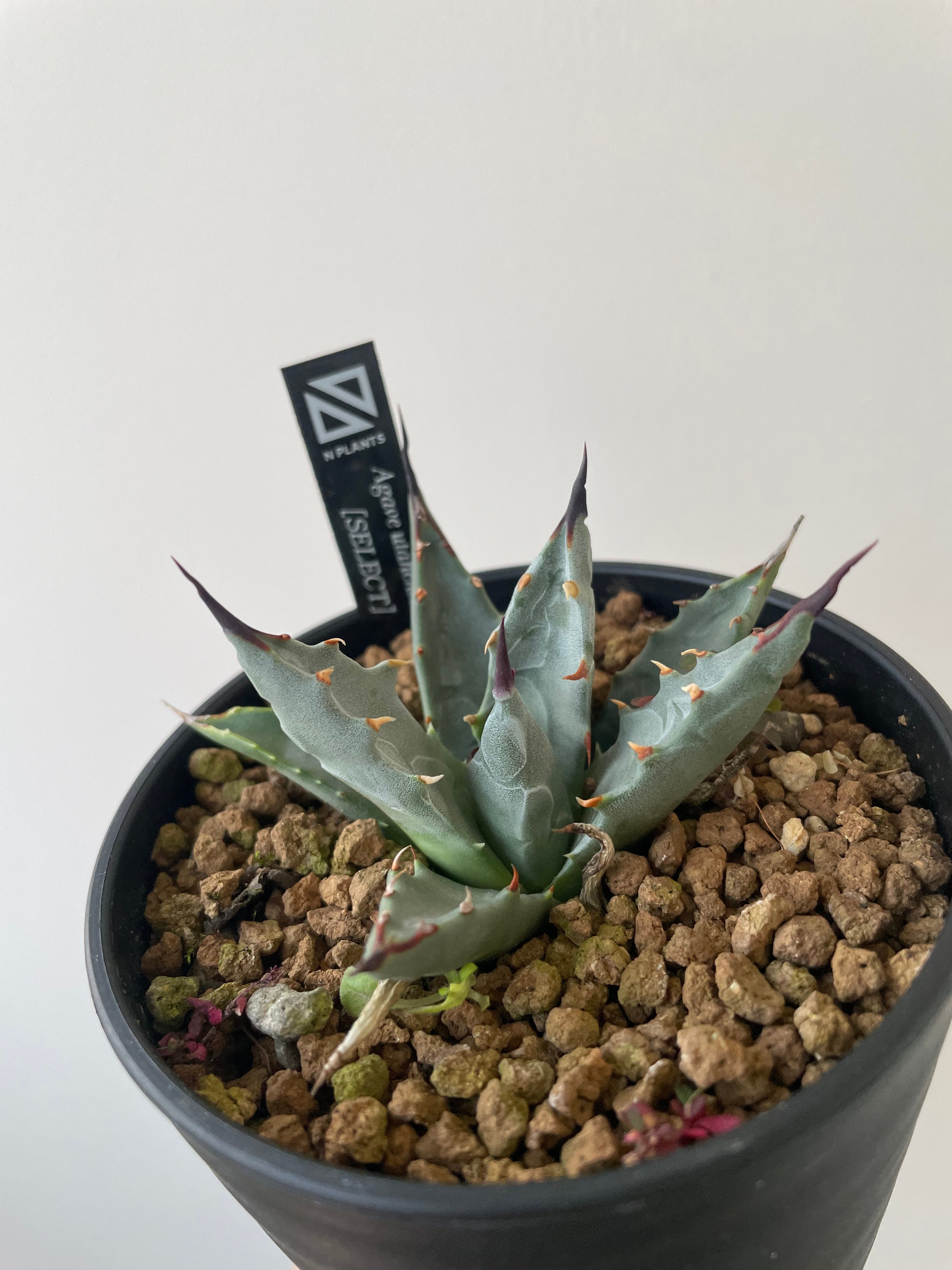 新着】Agave Utahensis utahensis 1 【N PLANTS産の極上苗】