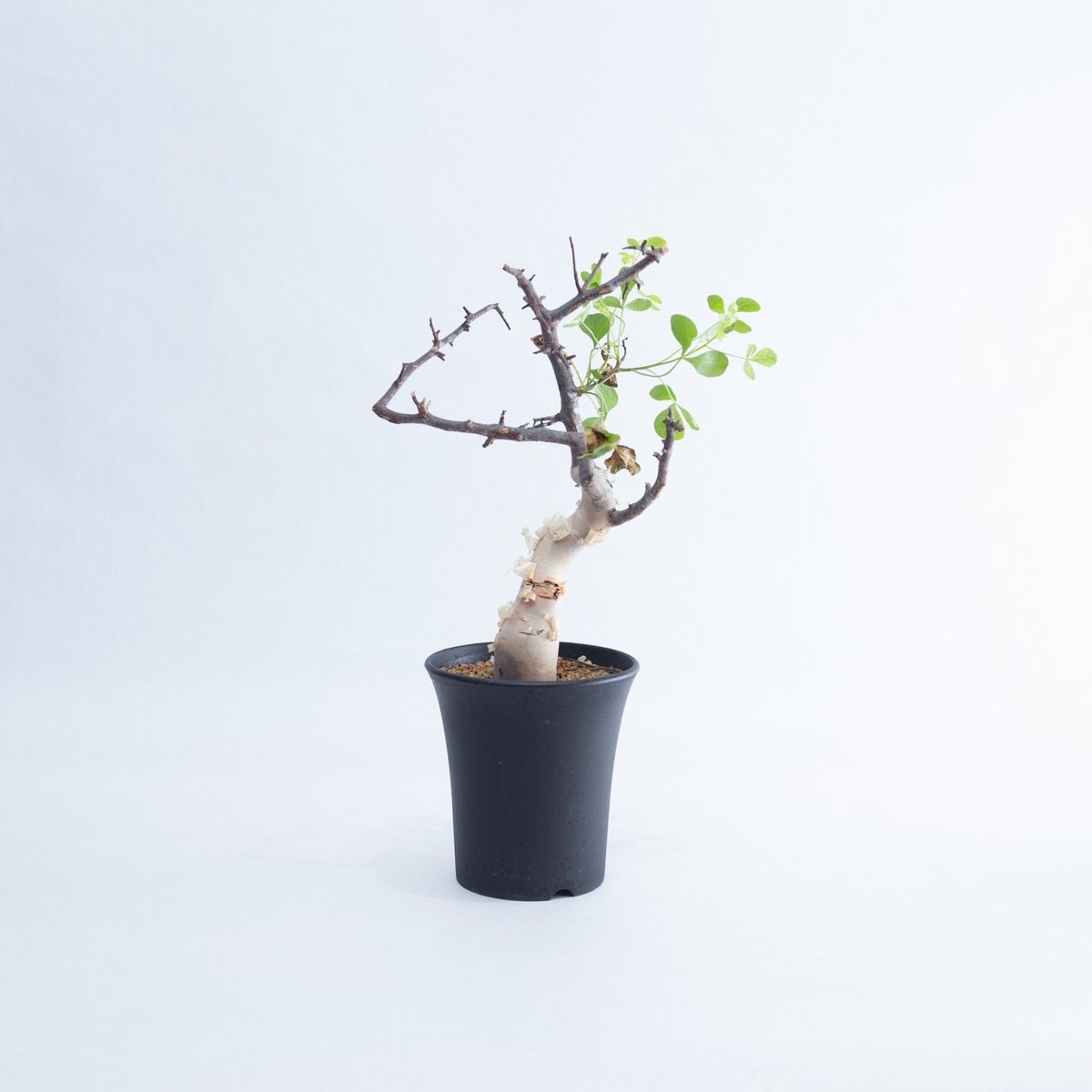 バツ　コミフォラ　カタフ バツ コミフォラ カタフ コミフォラ・カタフ | 多肉植物・特別な