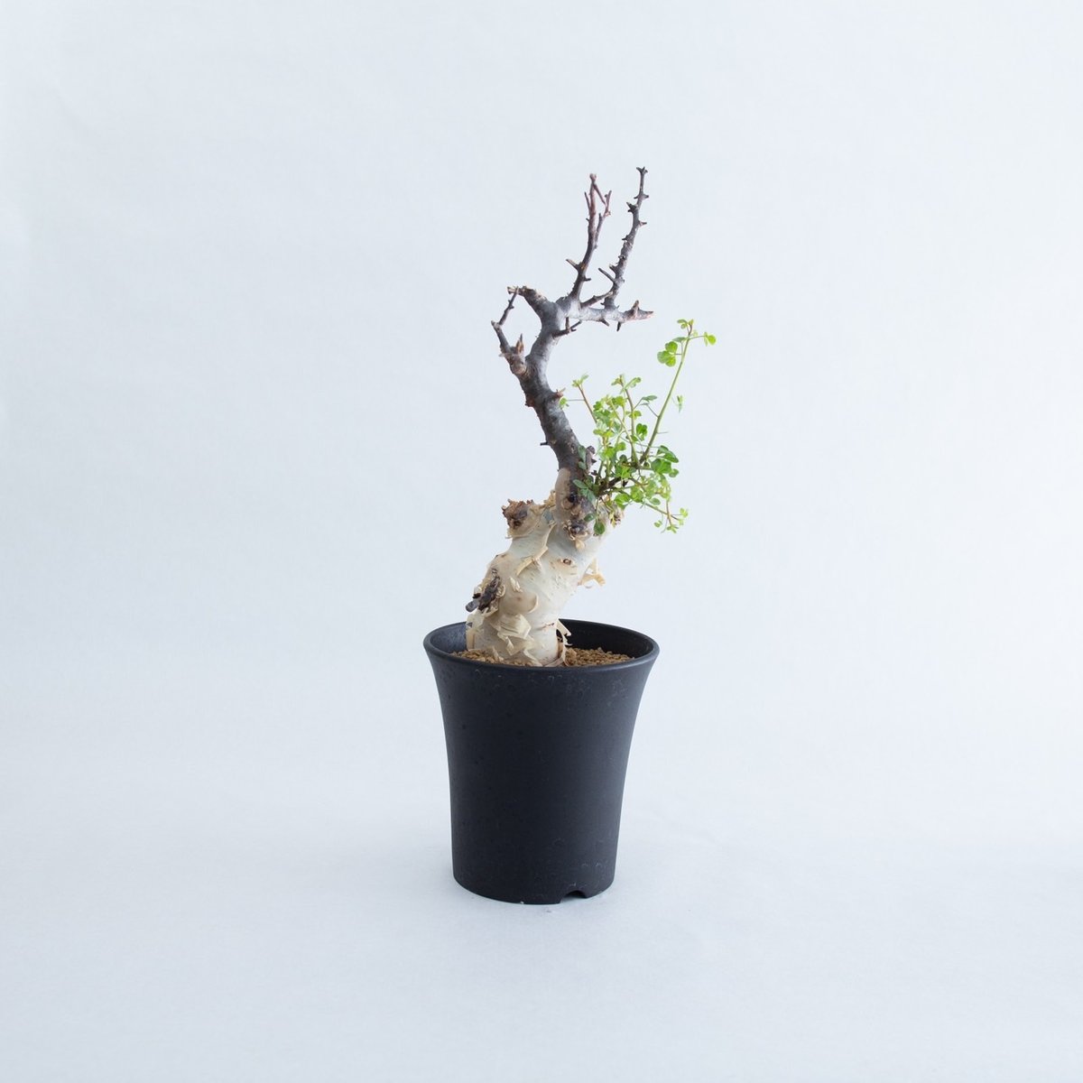 コミュフォラ　カタフ＆valiem fit=scale-down,w=1200