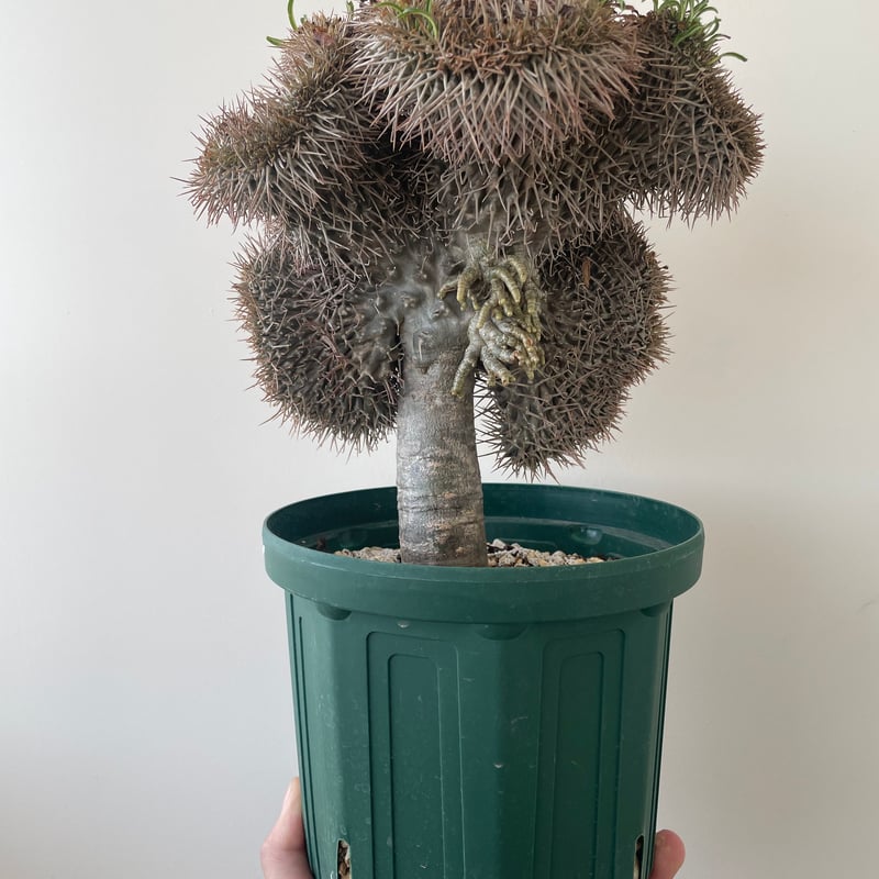 新着】Pachypodium lamerei cristata【コブラのような選抜実生苗】パ