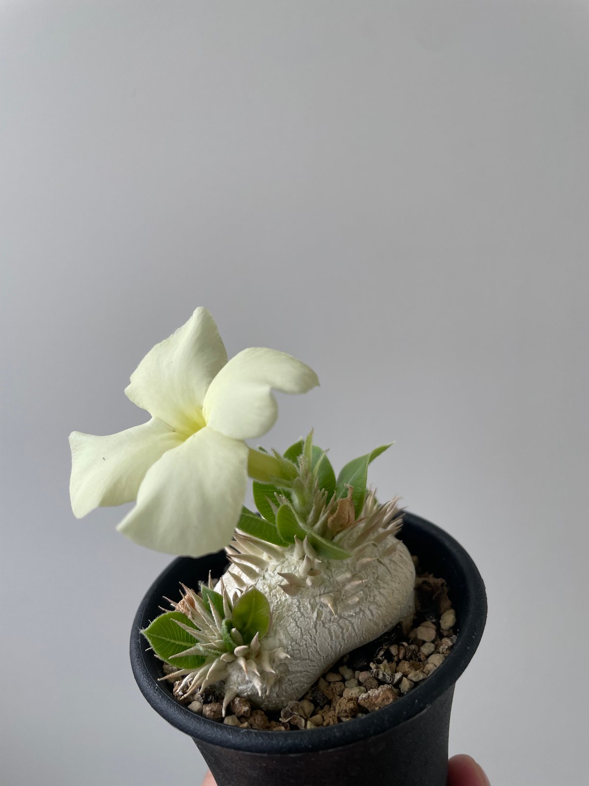 Pachypodium brevicaule パキポディウム・ブレビカウレ パキポディウム・ブレビカウレ 白花 実生 Pachypodium brevicaule | H