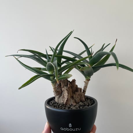 STORES オリーブ古木の検索結果