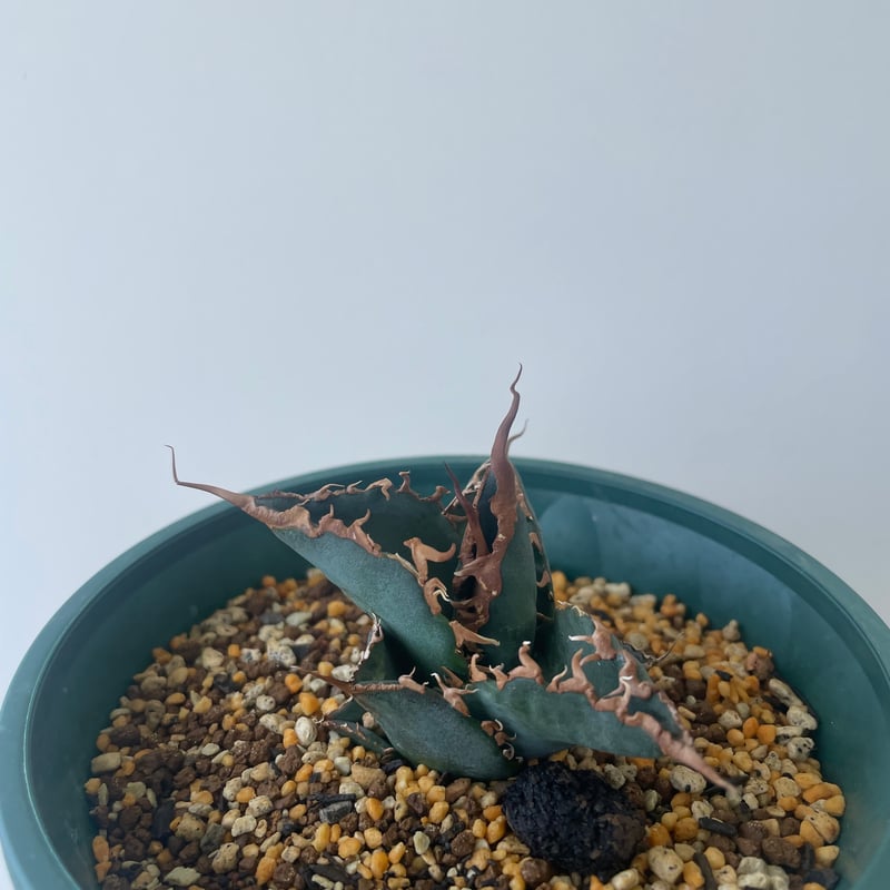 新着】agave 