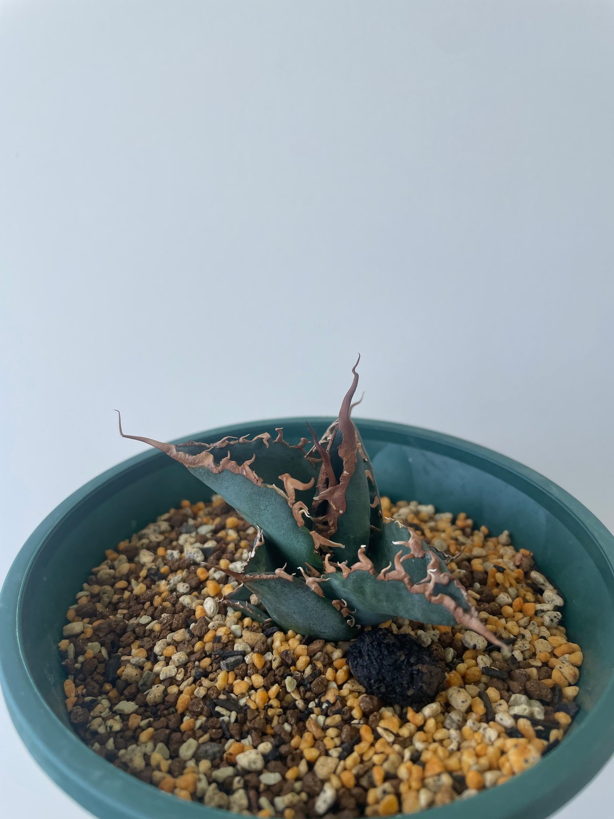 アガベ スーパーチタノタ　Agave super titanota 新着】agave 