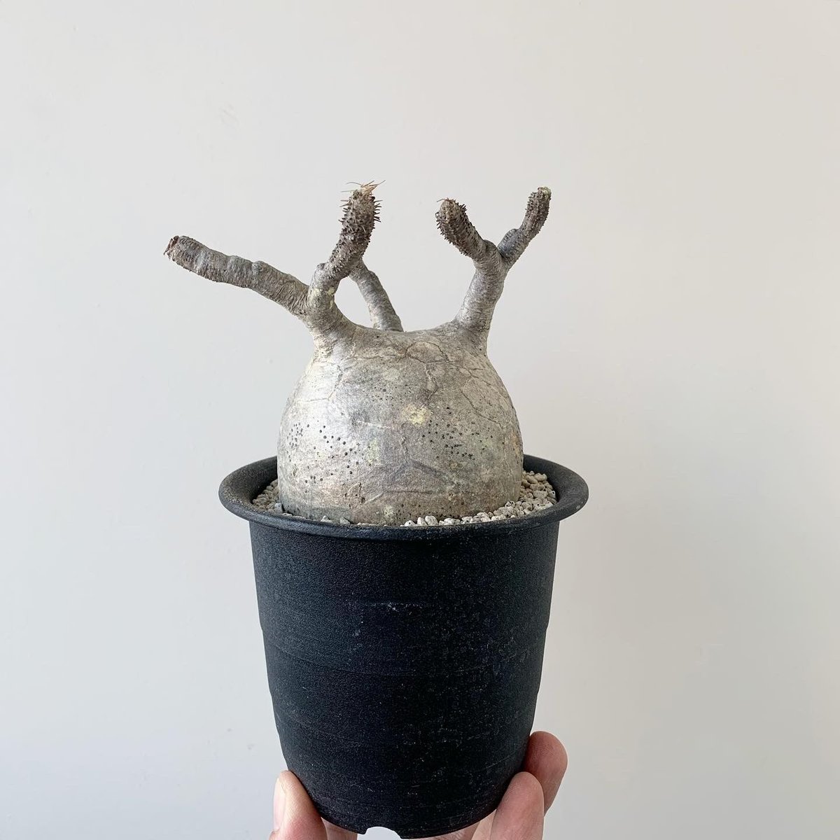 手乗り ペラルゴニウム ミラビレ 現地球 発根済 手乗り ペラルゴニウム ミラビレ 現地球 発根済