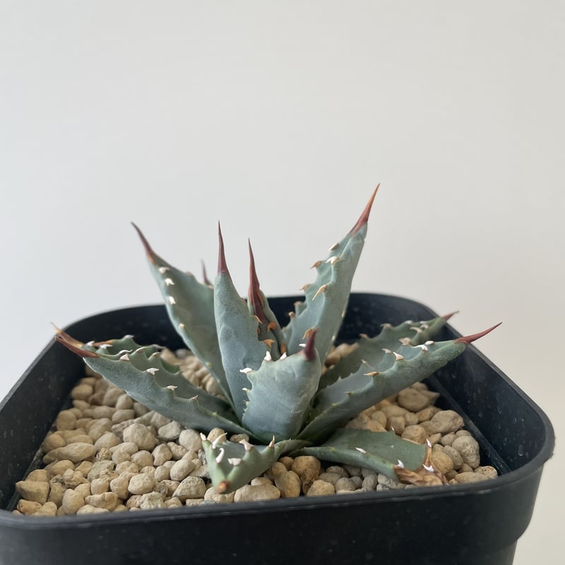 アガベ 南アフリカダイヤモンド SAD（鉢、土そのまま発送予定） アガベ