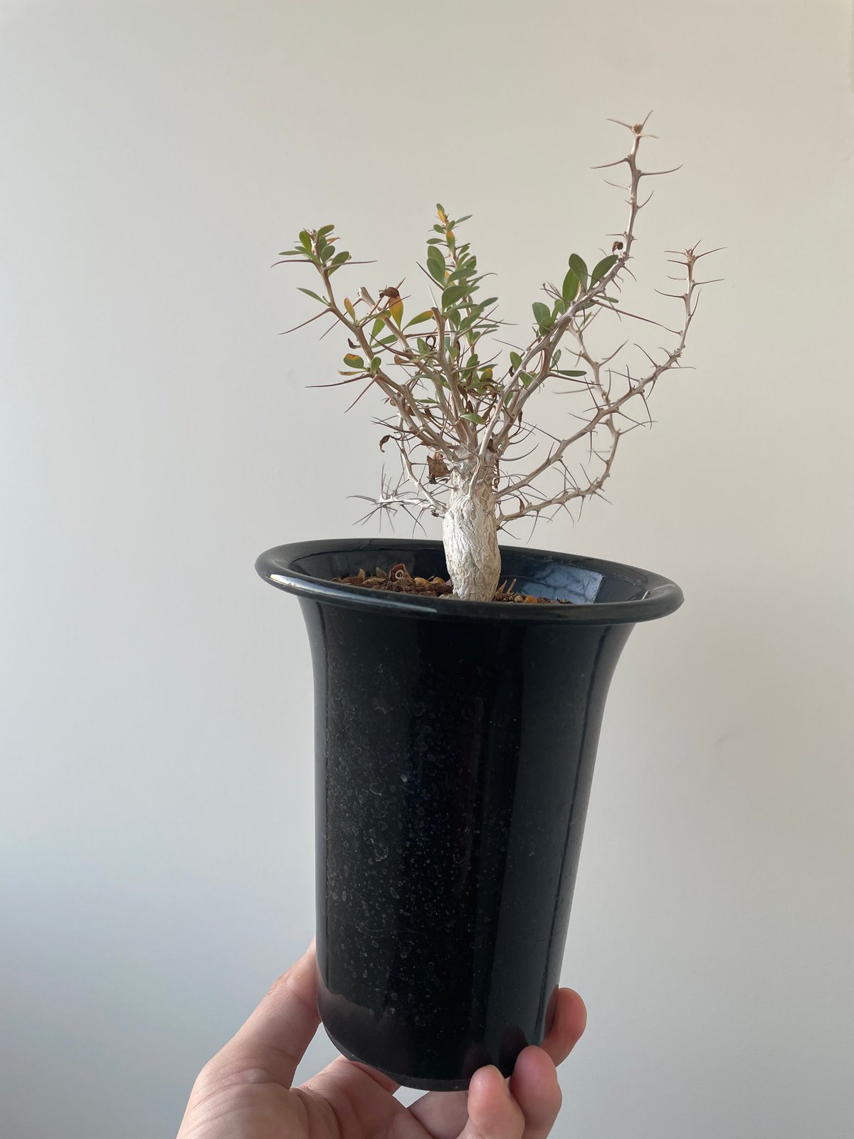 新着】Fouquieria columnaris 観峰玉【バランス良しな冬型塊根 