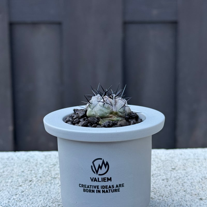 黒王丸　spicygem Copiapoa cinerea valiem鉢植込 新着】Copiapoa cinerea × VALIEM GHOST【俺の黒王丸】コピアポア
