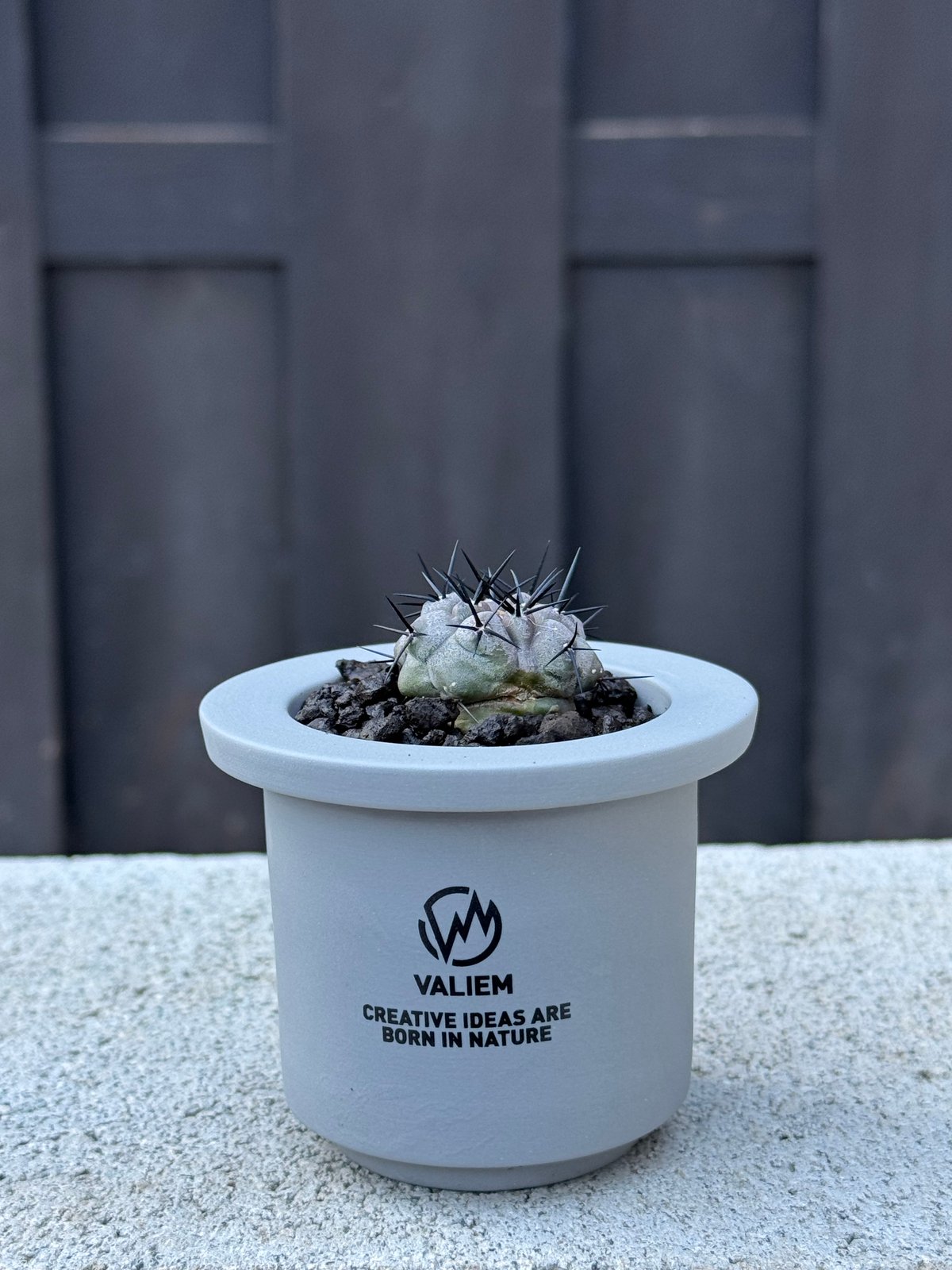 黒王丸　コピアポア　copiapoa cinerea VALIEM 鉢セット 新着】Copiapoa cinerea × VALIEM GHOST【俺の黒王丸】コピアポア