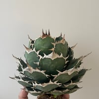 新着】Agave titanota【最高の国内TC苗】アガベ チタノタ 白鯨