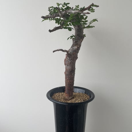 【新着】Commiphora monstruosa 【最高な盆栽コーデックス】コミフォラ モンストローサ