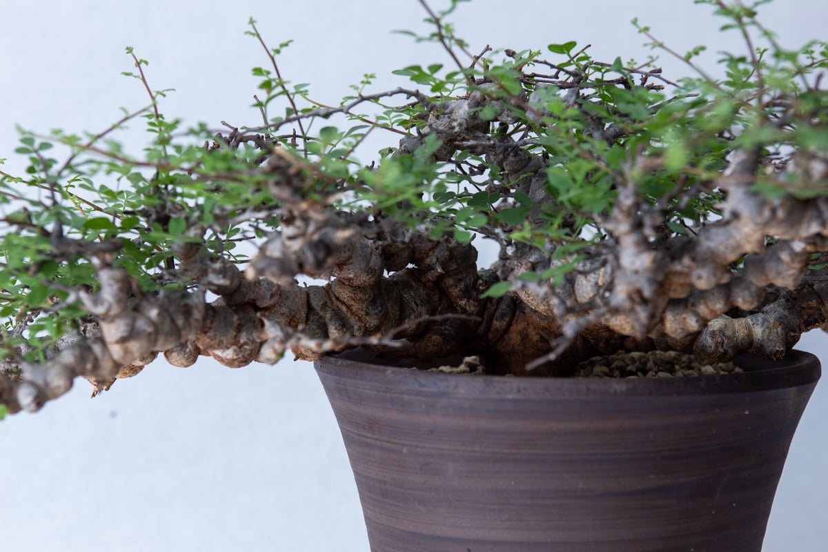 特大】Commiphora Eyl【最高の灌木コーデックス】コミフォラ