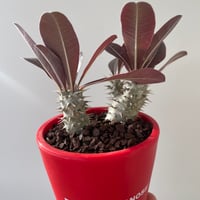 【新着】Pachypodium horombense × ボクタノ鉢【BOKU HA TANOSII】パキポディウム ホロンベンセ