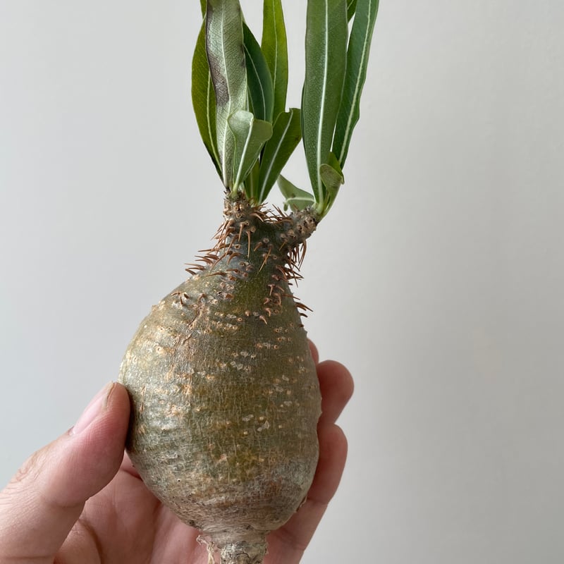 春の植え替え・発根チャレンジセット】グラキリスベアルート&グラ専鉢