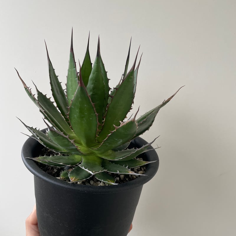 新着】Agave Horrida【国産の間違えなく美しい優良株】 アガベ ホリダ
