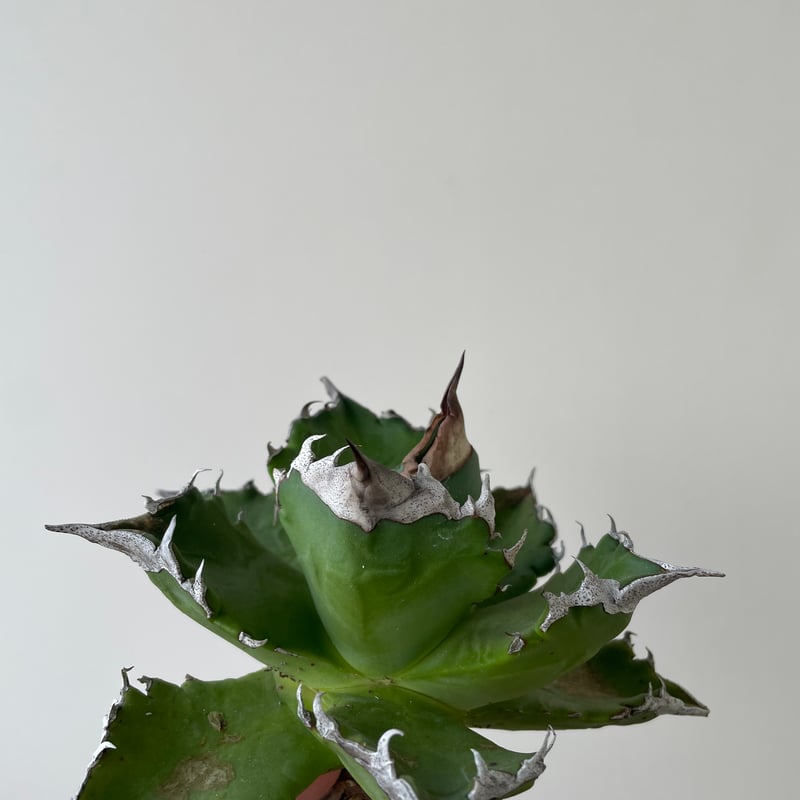 極上逸品】Agave titanota whitefire【台湾産の極上株】アガべ 極上逸品】Agave titanota whitefire【台湾産の極上株】アガべ