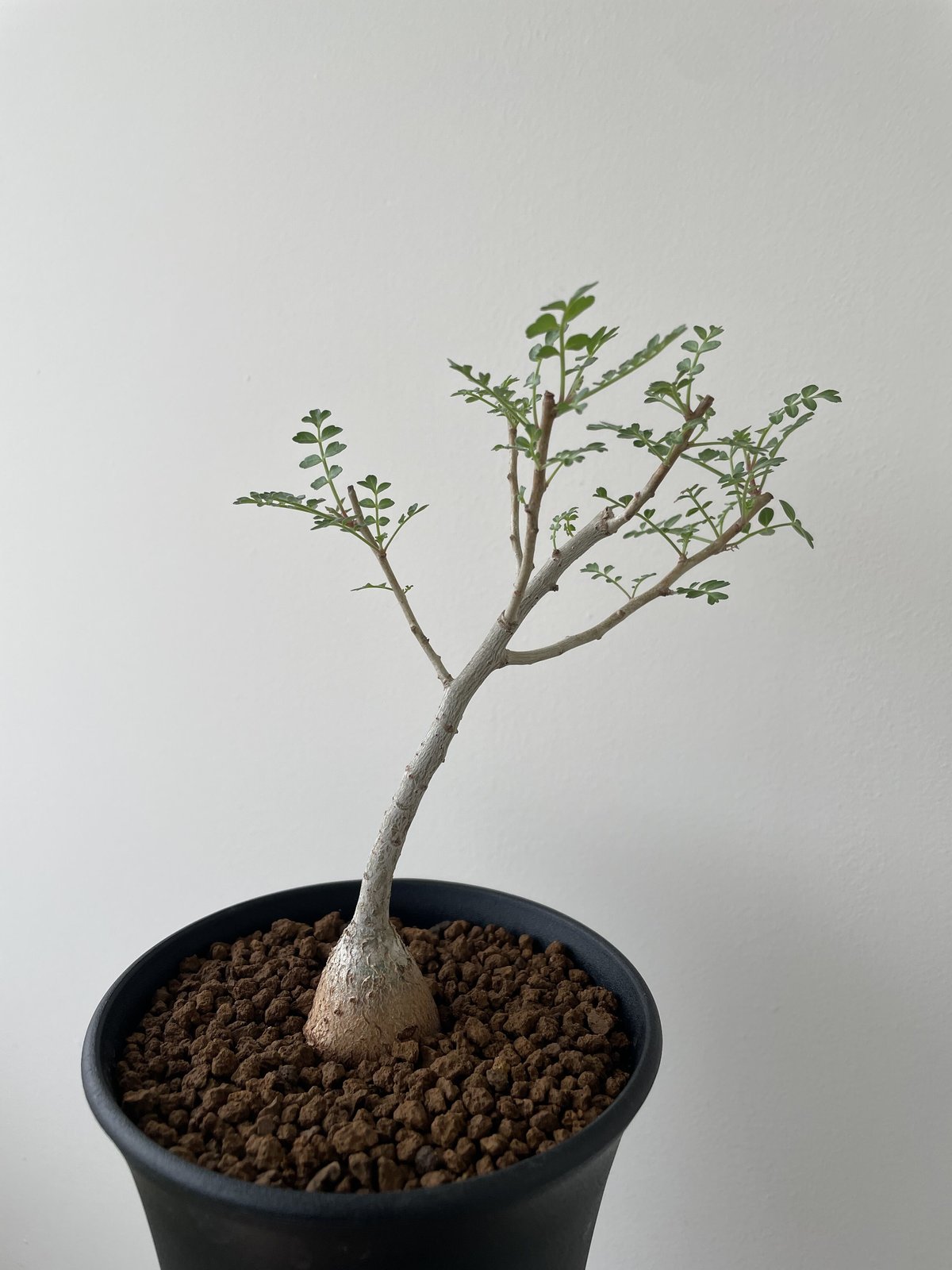 パキコルムス　ディスカラー　象の木　灌木 パキコルムス・ディスカラー ／ 象の木 | 悟 satori