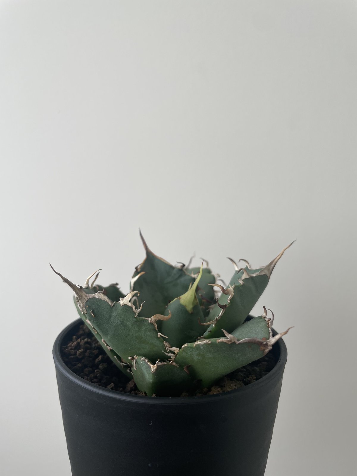 Agave Coyote 安曇野白鯨 子株 多肉植物・サボテン販売～PICO庵
