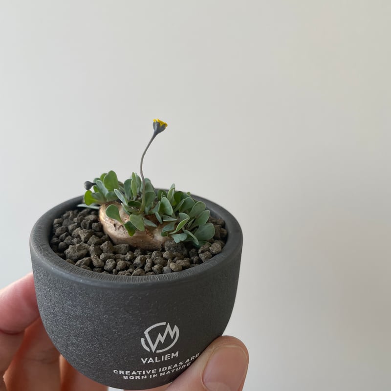 valiem 2個セット 植木鉢 陶器鉢 【公式通販】