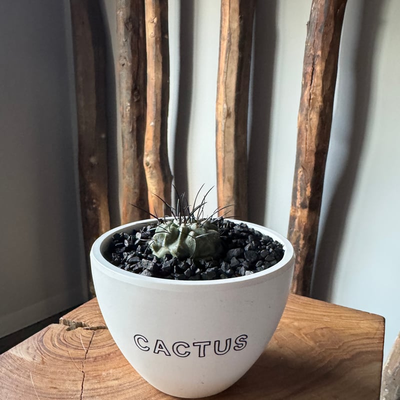 新着】Copiapoa dealbata【俺の黒士冠】コピアポア デアルバータ | 青