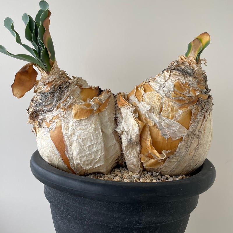 新着】Boophane haemanthoides double head 【玉ねぎみたいな