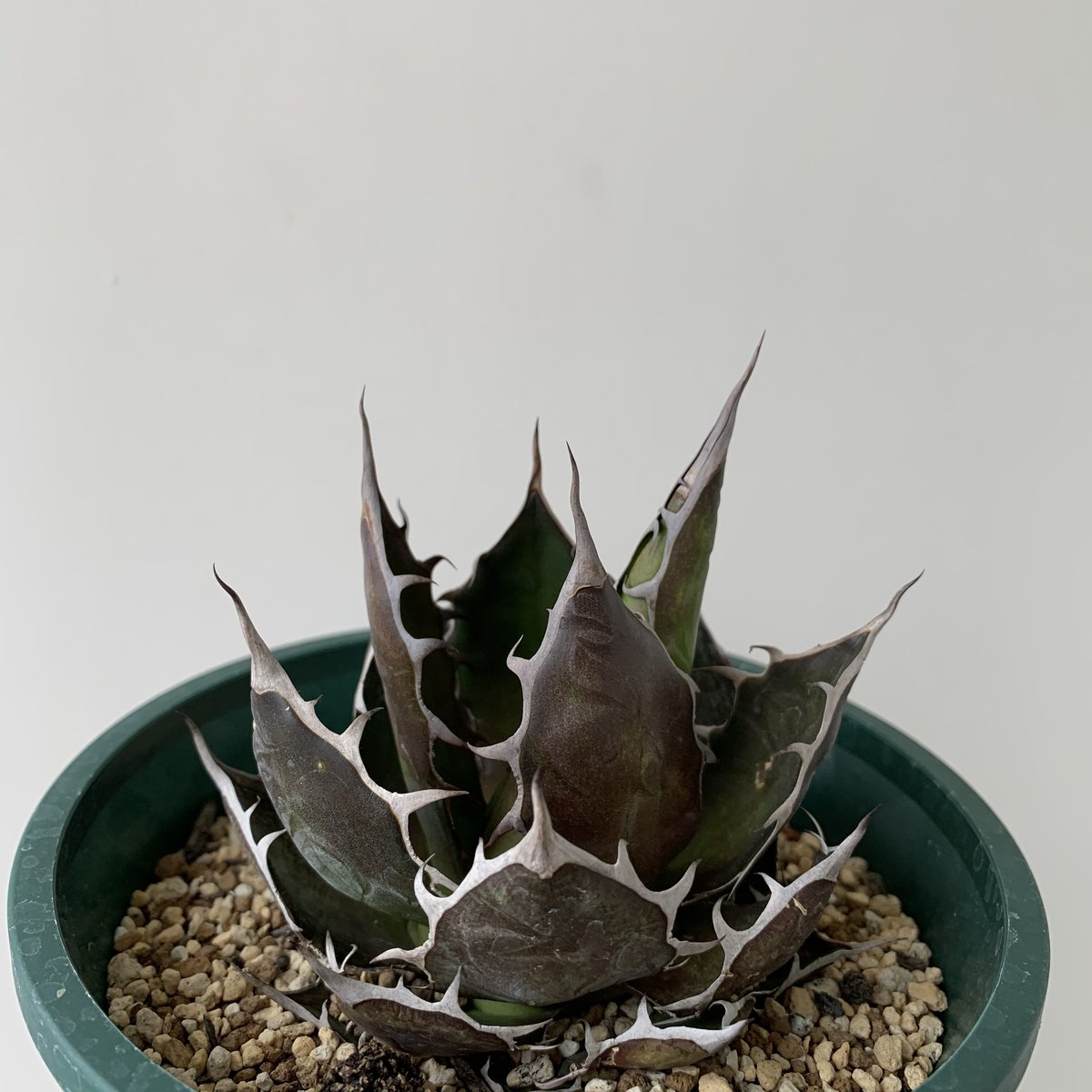 【超高騰品種】アガベ スーパーホリダ ブラッククラウン 極上黒強棘陽炎 実生特選 超高騰品種】アガベ スーパーホリダ ブラッククラウン 極上黒強棘陽炎