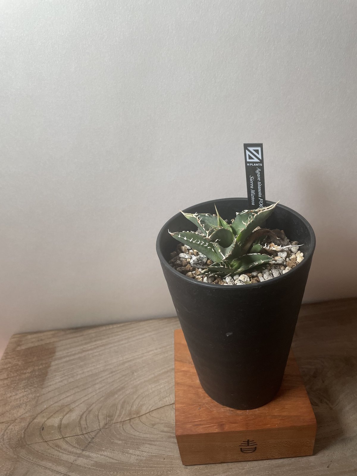 アガベ チタノタ 白鯨 親株 仔株付き 【公式通販】