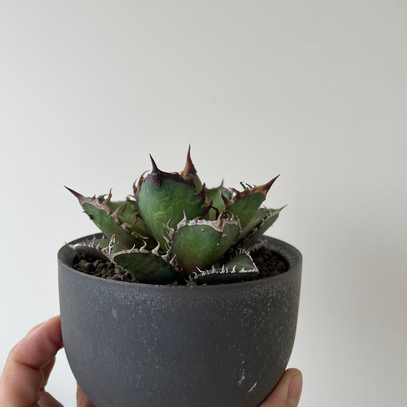 新着】Agave titanota Red Catweezle × VALIEM ACT3
