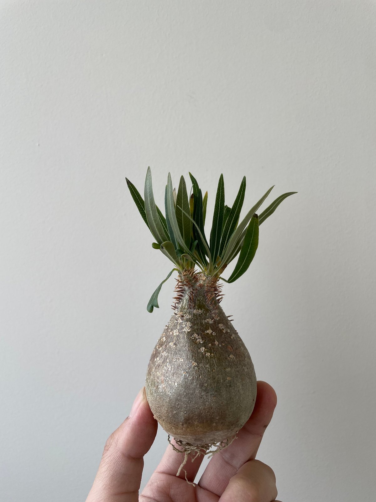 春の植え替え・発根チャレンジセット】グラキリスベアルート&グラ専鉢