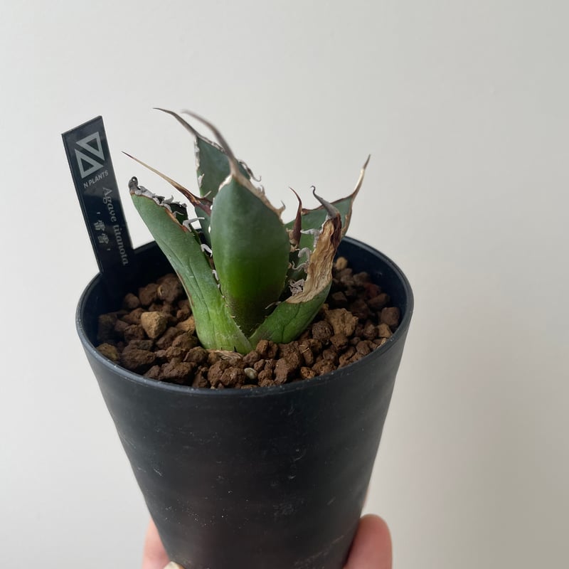 新着】Agave titanota 雷雪【N PLANTS産の極上苗】アガベ チタノタ |