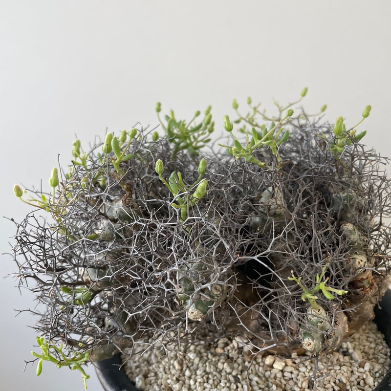 新着】Tylecodon reticulatus 万物想【アフロな冬型塊根植物