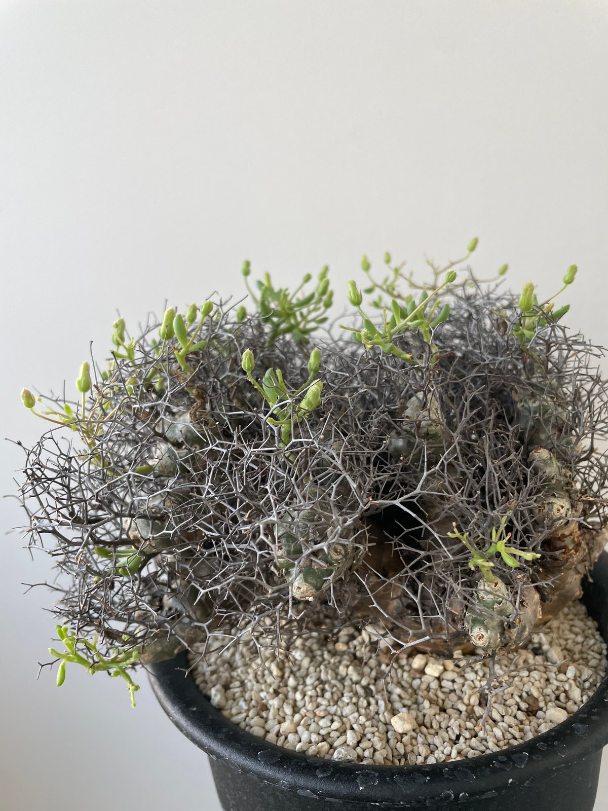 新着】Tylecodon reticulatus 万物想【アフロな冬型塊根植物
