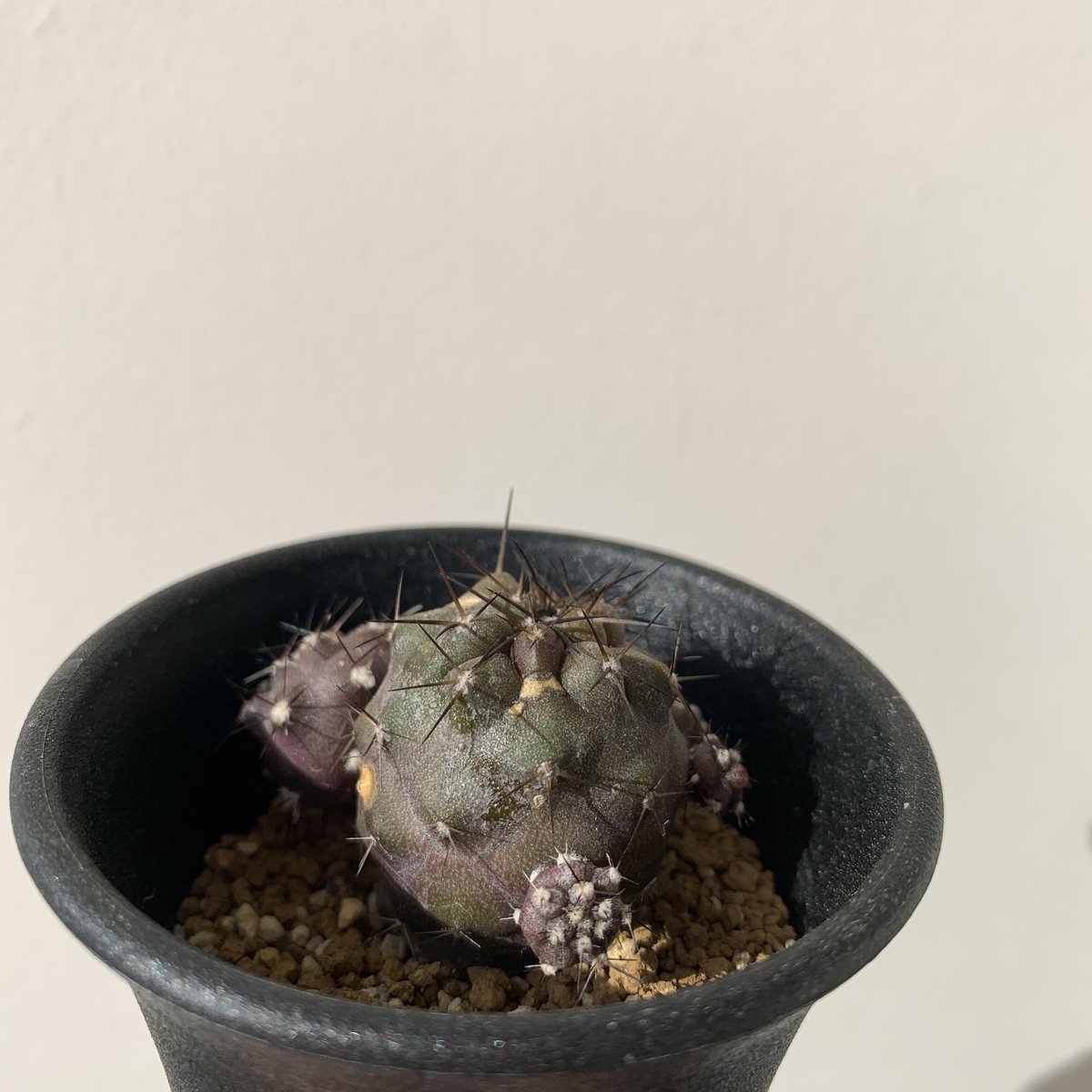 アリオカルプス連山錦実生斑入りプラ鉢検）ゴジラ黒王丸コピアポア