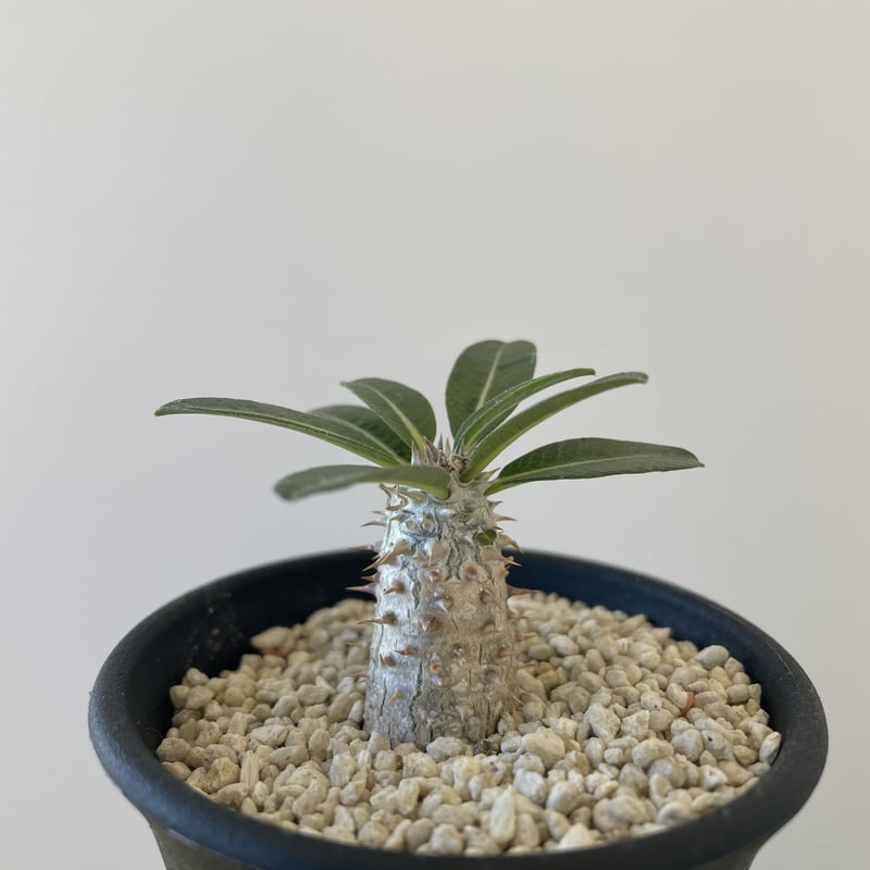 新着】Pachypodium Tackyi 【初入荷・激レア品種】パキポディウム