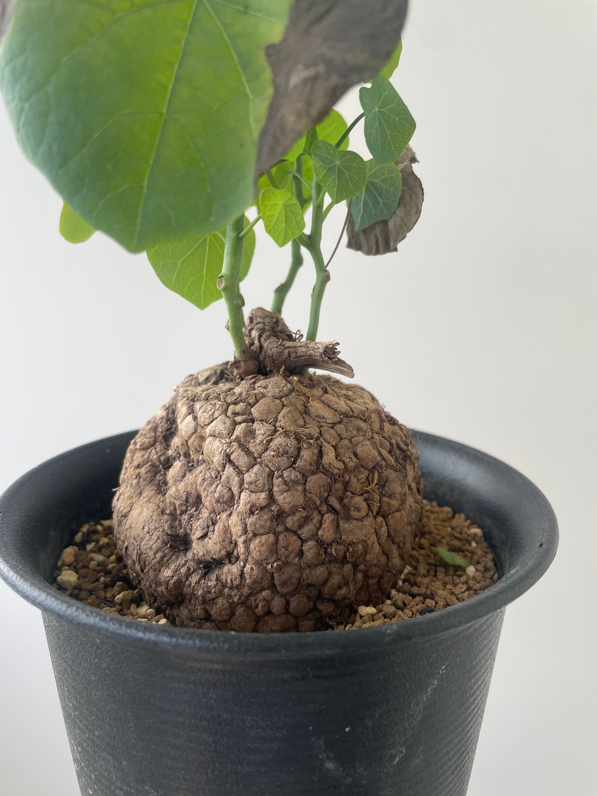 ステファニアスベローサ 塊根植物 レフトボタニカル left