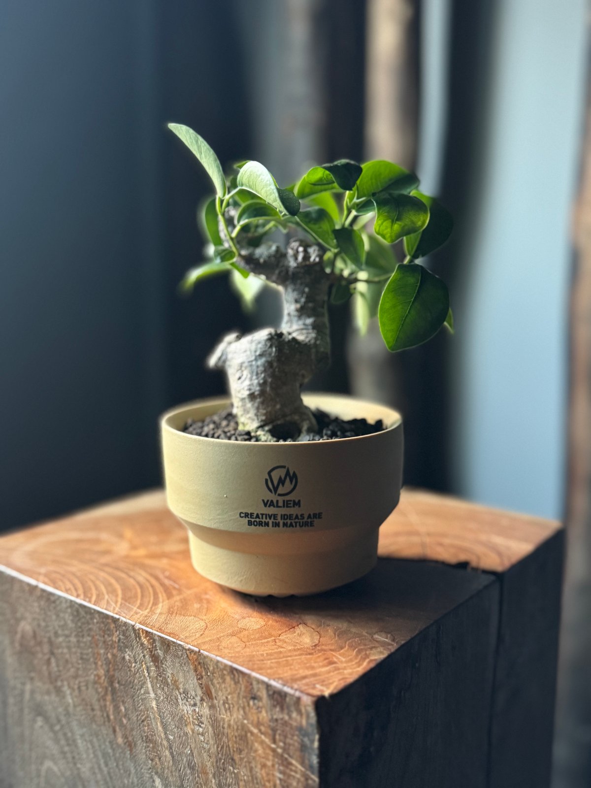 新着】Ficus microcarpa × VALIEM GHOST【ガジュマル 琉球盆栽】