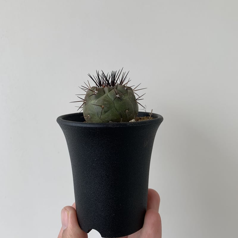 新着】Copiapoa cinerea1【黒王丸・選抜実生】コピアポア・シネレア