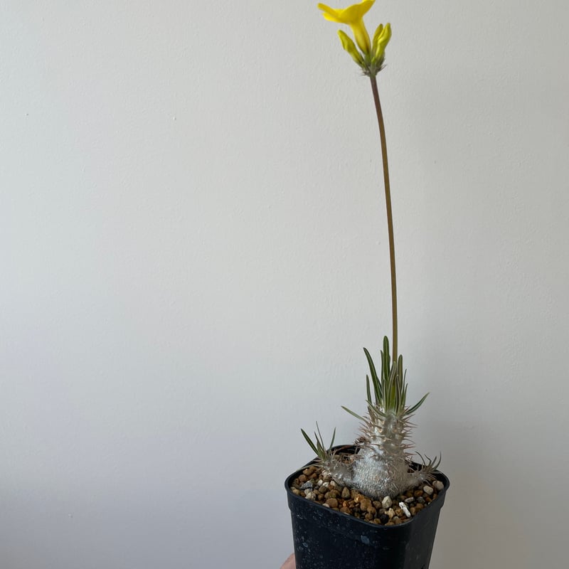 新着】 Pachypodium Gracilius【店主選抜した花も咲かす逸品