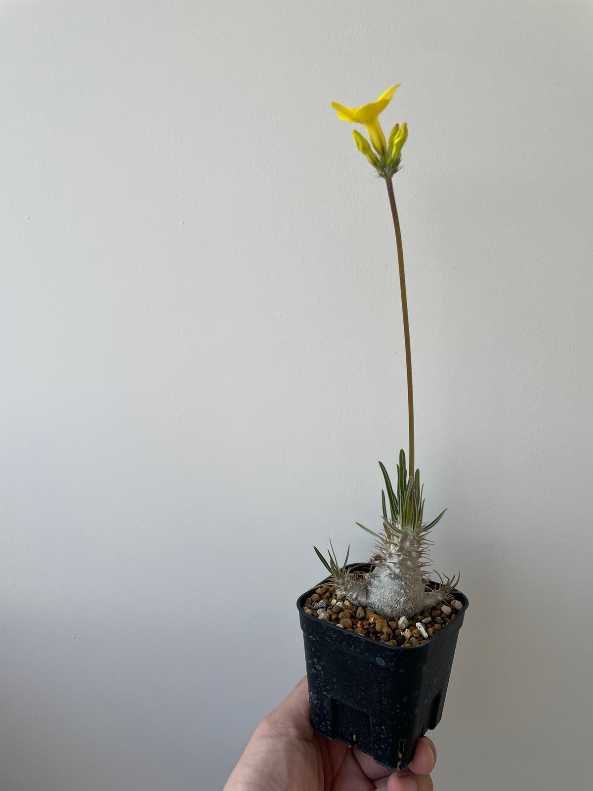 新着】 Pachypodium Gracilius【店主選抜した花も咲かす逸品】パキポディウ...