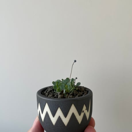 オトンナカカリオイデス | STORES