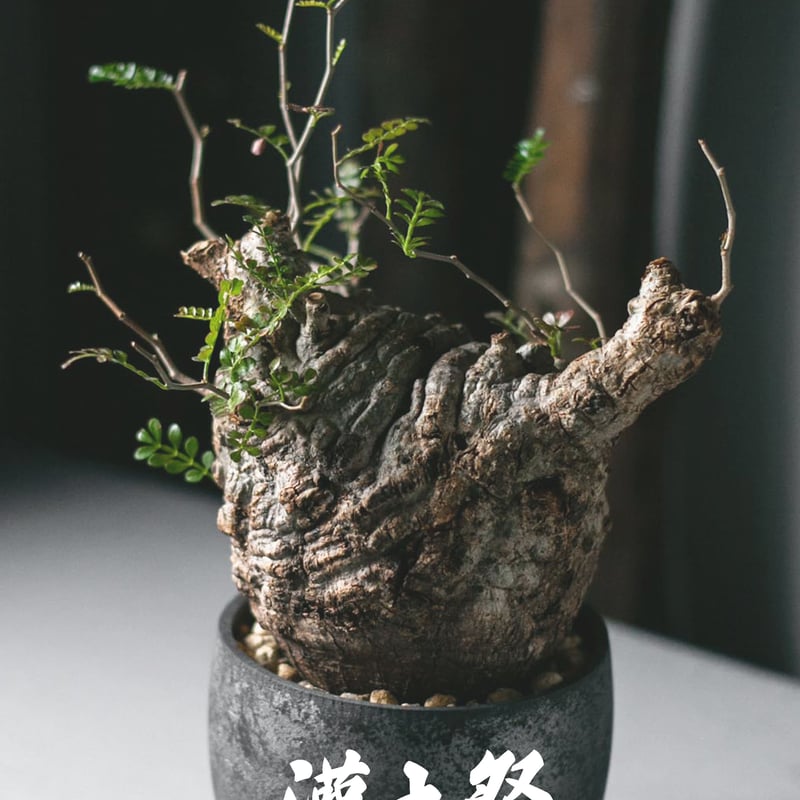 灌木祭 | 青坊主-aobouzu- | 塊根植物と現代アート
