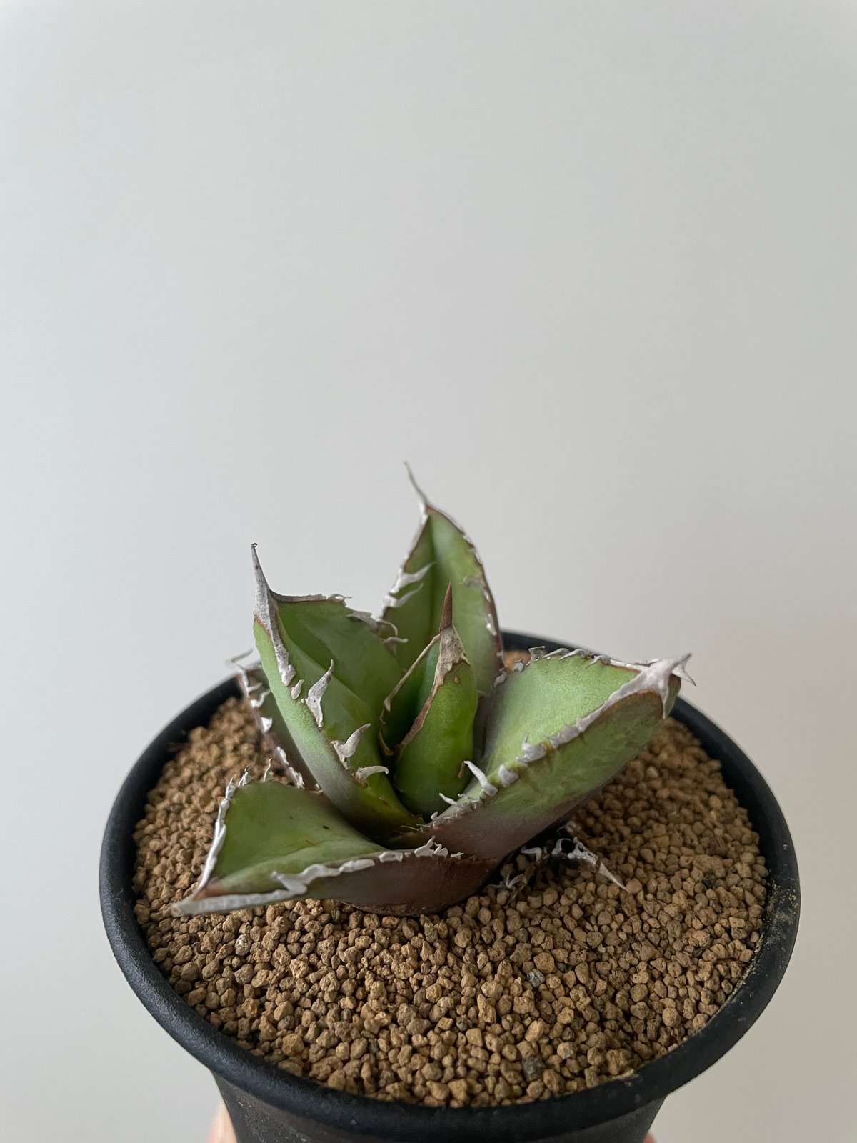 アガベ　チタノタ　実生　選抜 アガベチタノタの実生株購入後の成長 選抜の参考に - Natural Scene