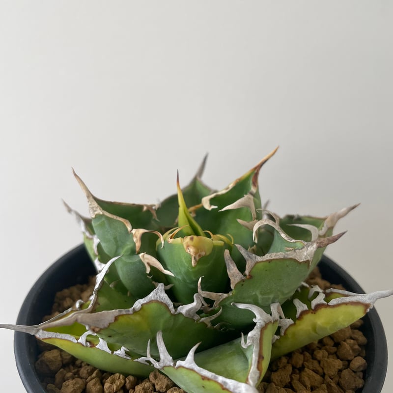新着】Agave titanota WTC 2020-7【新潟産アガベ の最高峰】N PLA