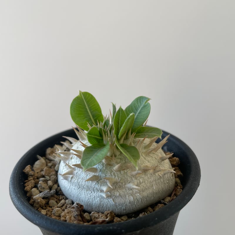 新着】Pachypodium brevicaule 1 恵比寿笑い 【黄色花が可愛い