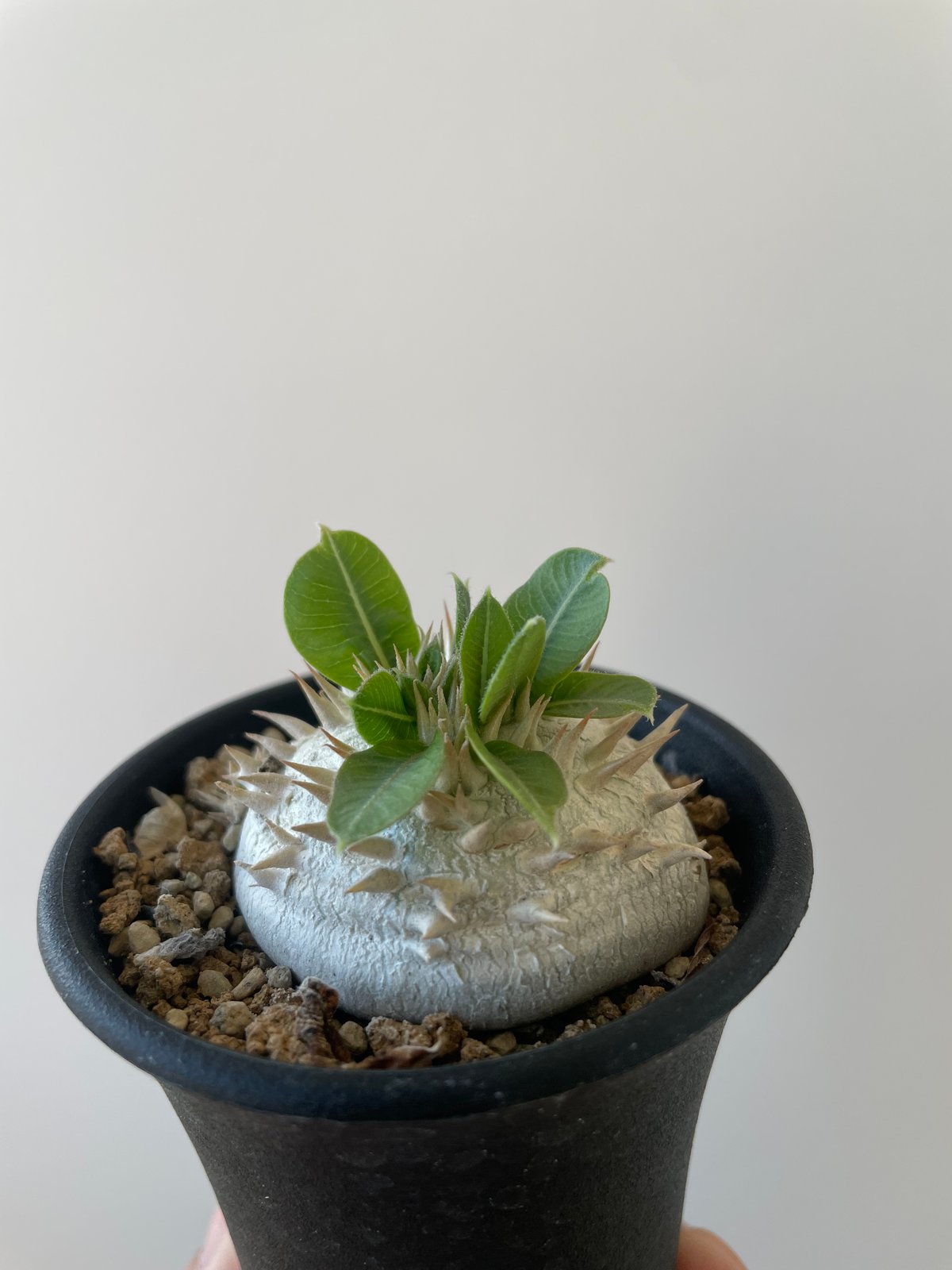 パキポディウム 恵比寿笑い Pachypodium brevicaule ⑫ Pachypodium brevicaule パキポディウム・恵比寿笑い seed grown