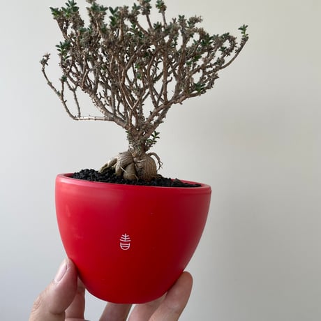 CATEGORY 盆栽-bonsai- | 青坊主-aobouzu- | 塊根植物と現代アート