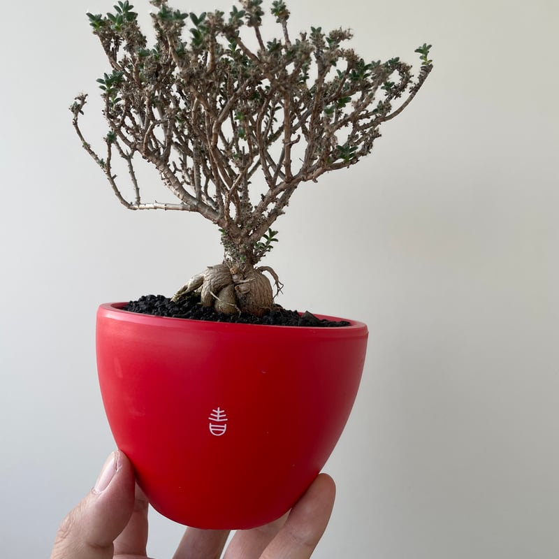 新着】 姫紅小松 × ボクタノ鉢 1【南アフリカ原産の洋風盆栽】トリコ