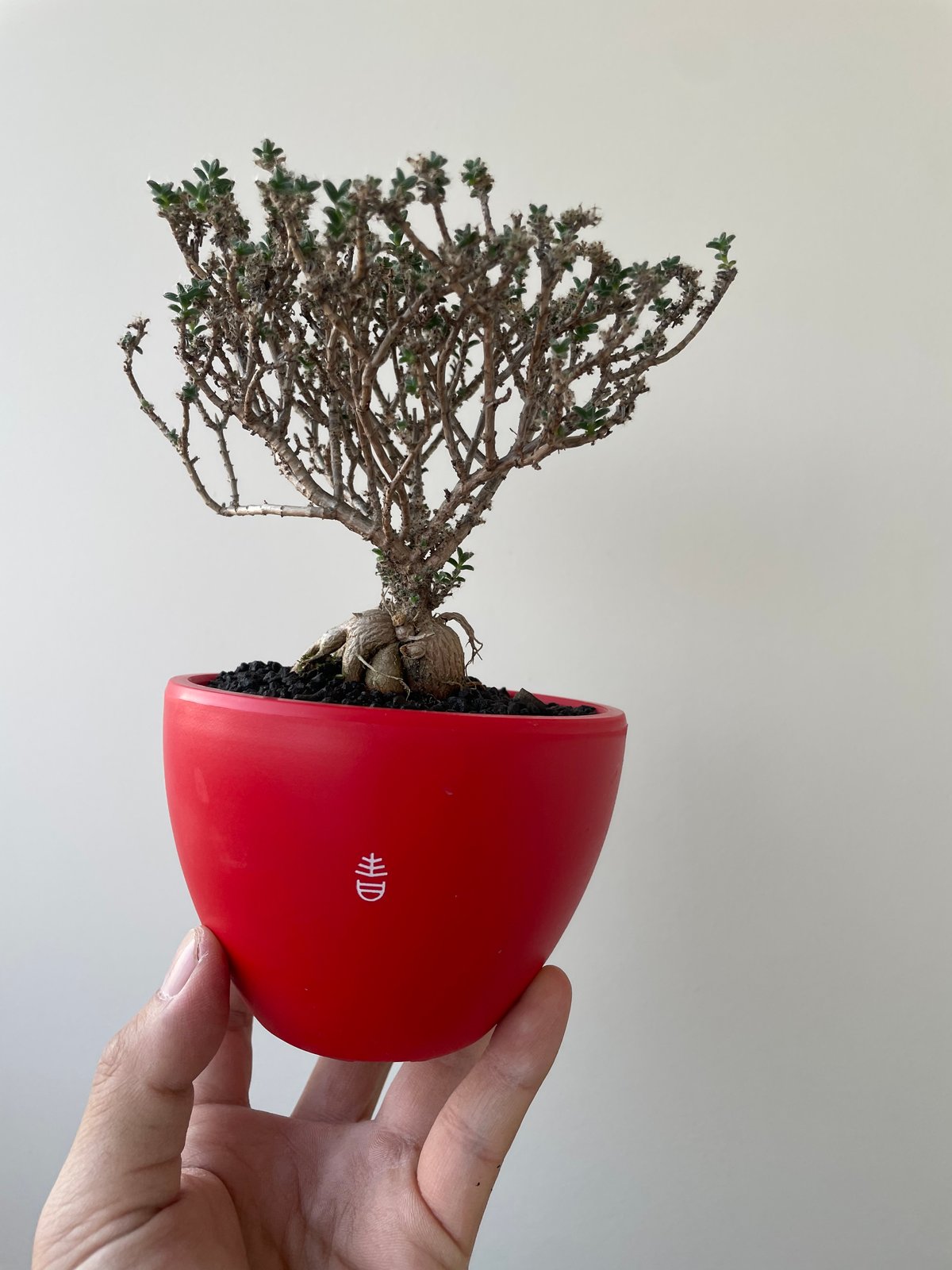 新着】 姫紅小松 × ボクタノ鉢 1【南アフリカ原産の洋風盆栽】トリコ
