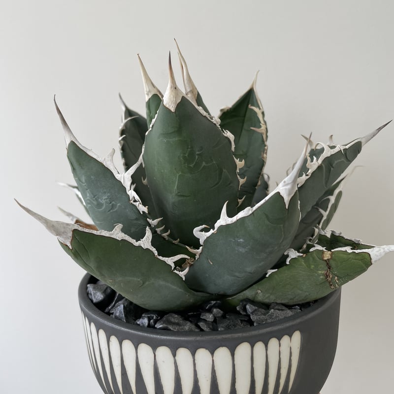 アガベ グレートホワイトシャーク シャークスキン 覆輪斑 グレイト